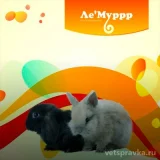 Зоомаркет Ле`Муррр Фото 2 на проекте VetSpravka.ru